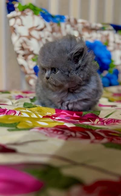 Pure Persian Kitten for sale. WhatsApp/03236448183