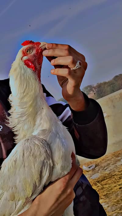 paper wight aseel top qulity chicks