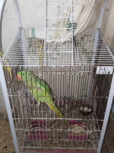 Raw Parrot female with cage contact Sirf is per kren 03406546577