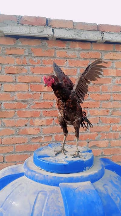 pure dragon high quality jisko smj ai wohi rbta kre