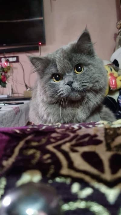 Dark gray Russian cat