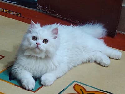 triple coted ful trainid 03125718522 whatap