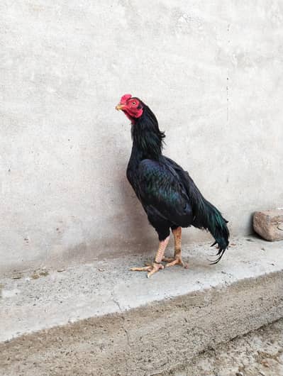 Aseel mushka breeder. . . .