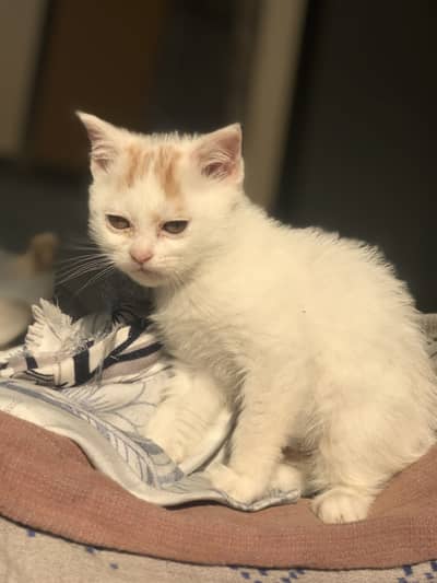 Persian female kitten active
