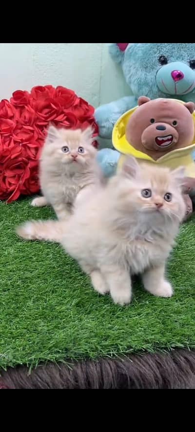 Persian kitten triple long coat and littler Trend/0331/7823482/