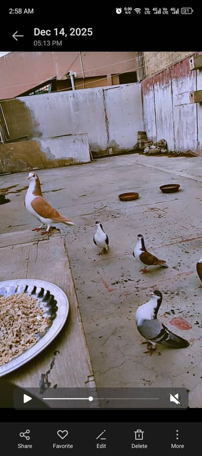 Sherazi healthy pairs