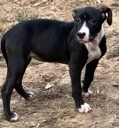 Pitbull Black femle