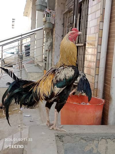 pure Aseel Peela Jawa  full active