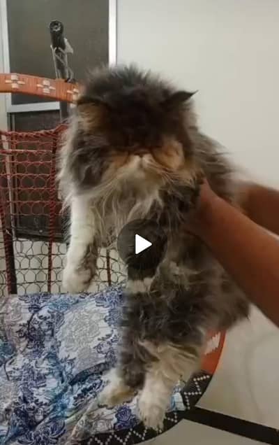 Pike female cat for sale