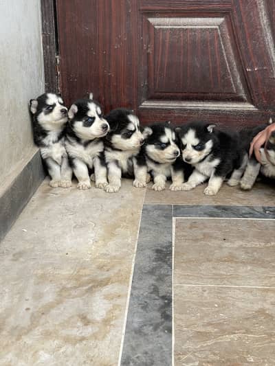 Husky Wooly Cot Blue Eyes Female puppy Top Quality