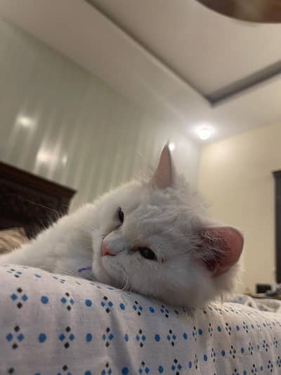 Persian Male Cat – 1 Year Old |Vaccinated | Triple Coat