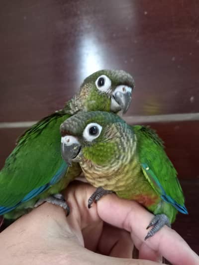 hand tammed conure pair parrots