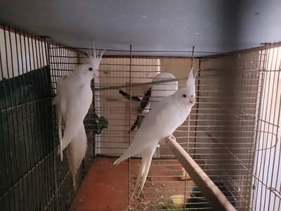 Eno red eyes confirm breeder pair