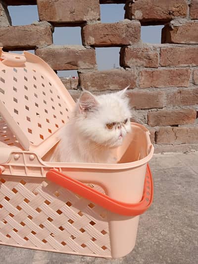 1 exotic Piki female cat for sale demand 70000