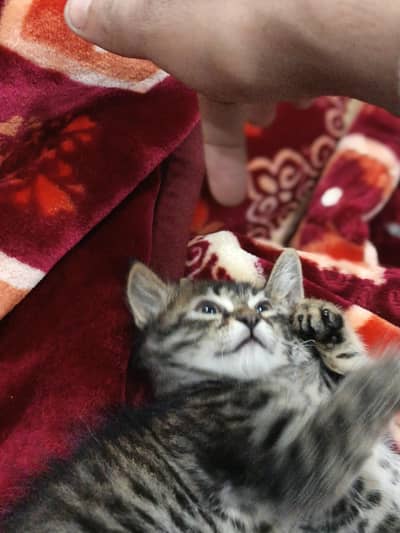 Free dono bachy Sath he Dany hai