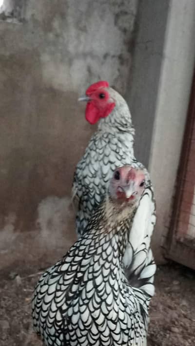silver laced hens