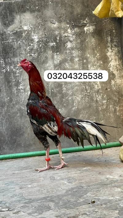 Thai Cross 03204325538