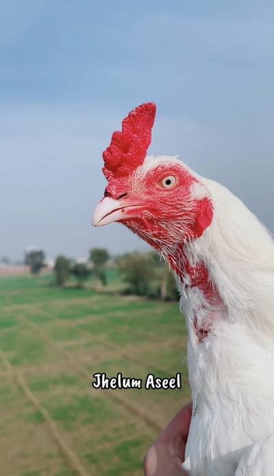 High quality kili taja white murga for sale