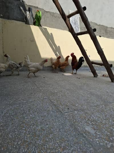 5 chickens that lay eggs and 1 rooster