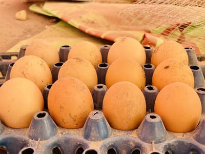 Eggs available for sale