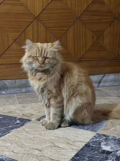Brown Persion Cat Male Adult Trained Cat