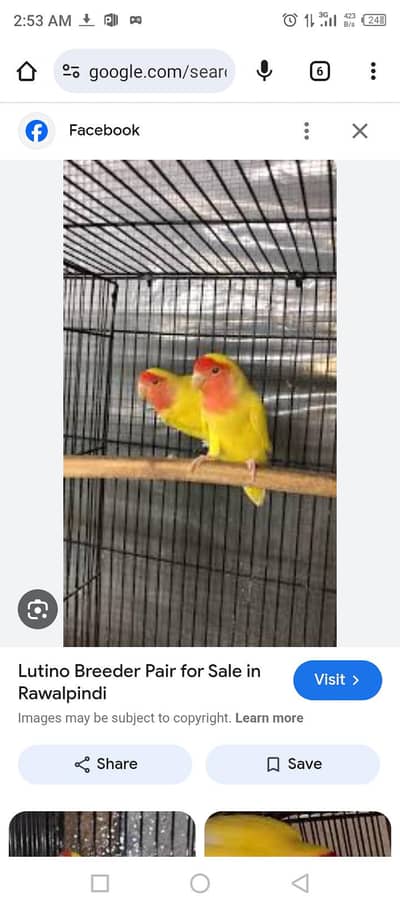 COMMON LUTINO BREEDER PAIRS