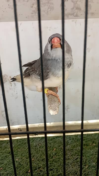 exhibition size finch and bajri