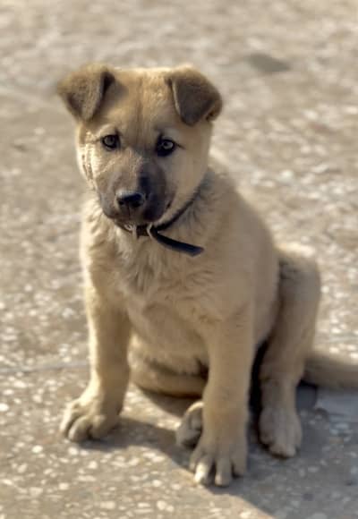 Pure Heavy bone Bhakrwal Gadi Dog puppy For Sale RWP