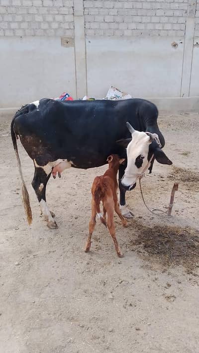 2 gay hain aur do bacche Hain