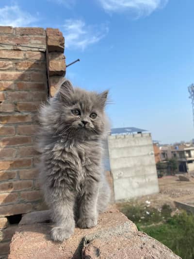 Grey male kitten
