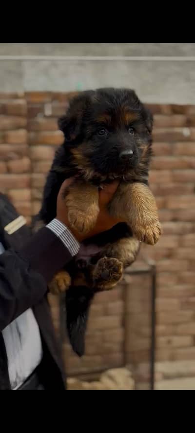 German Shepherd Puppy