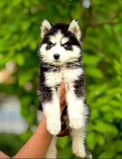 Top Quality All Bread Puppies Available Now