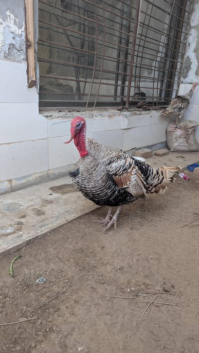 Adult Turkey Breeder Pair
