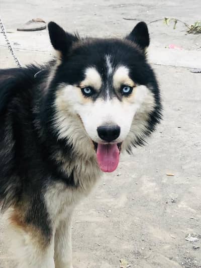 Husky Dog For Sale
