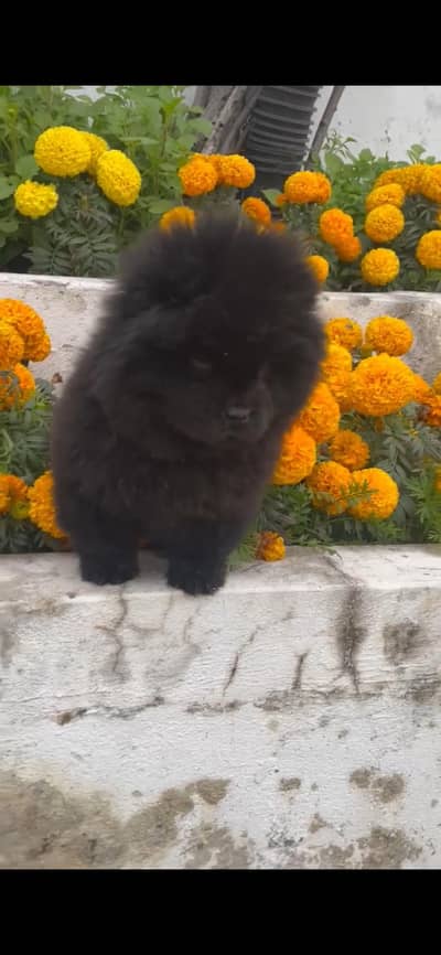 chow chow import from Thailand