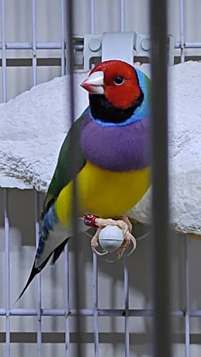 Lady Gouldian Finch Spanish Show Quality