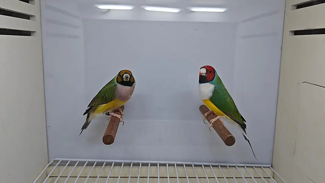 Lady Gouldian Finch Spanish Show Quality — photo 2