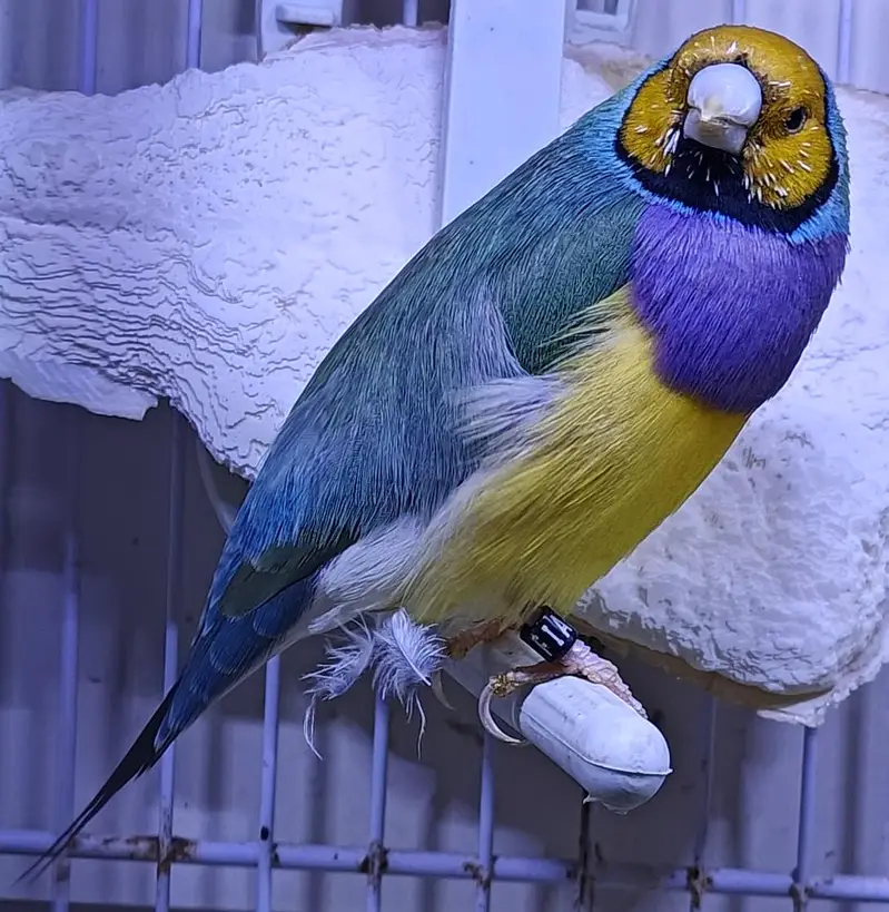 Lady Gouldian Finch Spanish Show Quality — photo 3