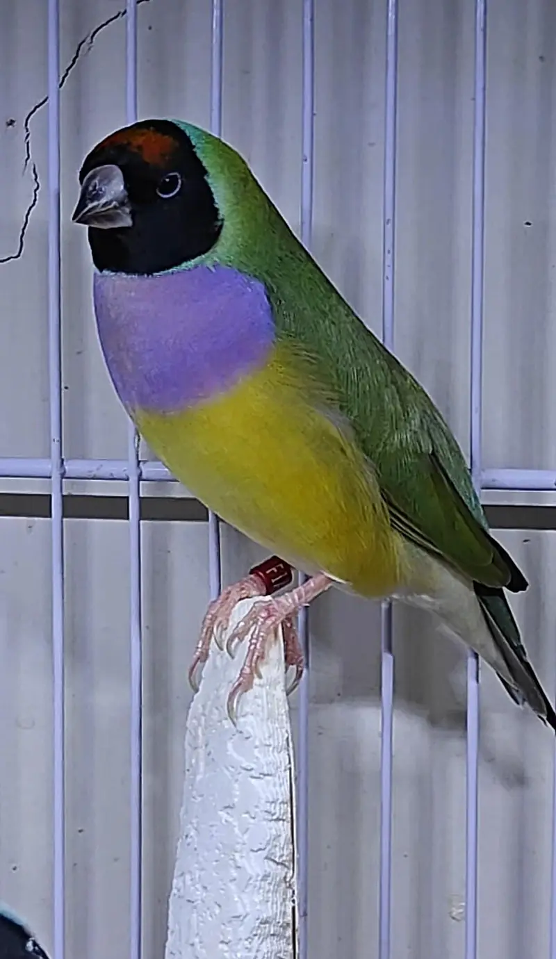 Lady Gouldian Finch Spanish Show Quality — photo 4