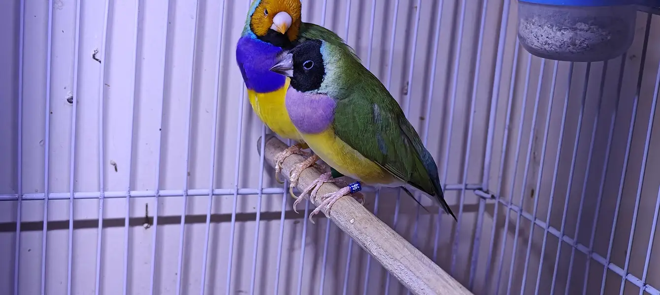 Lady Gouldian Finch Spanish Show Quality — photo 5