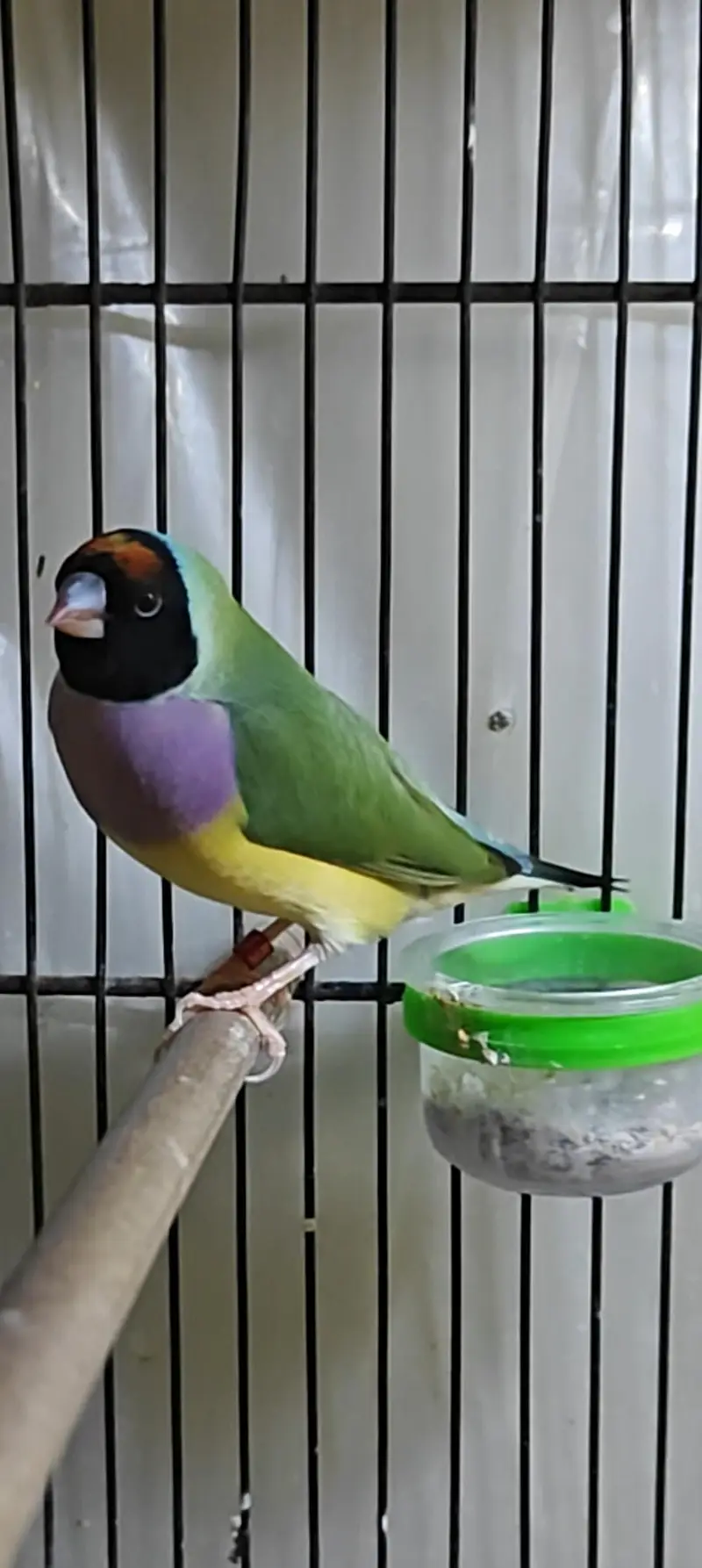 Lady Gouldian Finch Spanish Show Quality — photo 6