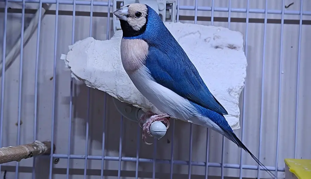 Lady Gouldian Finch Spanish Show Quality — photo 7