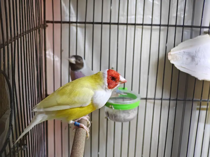 Lady Gouldian Finch Spanish Show Quality — photo 8