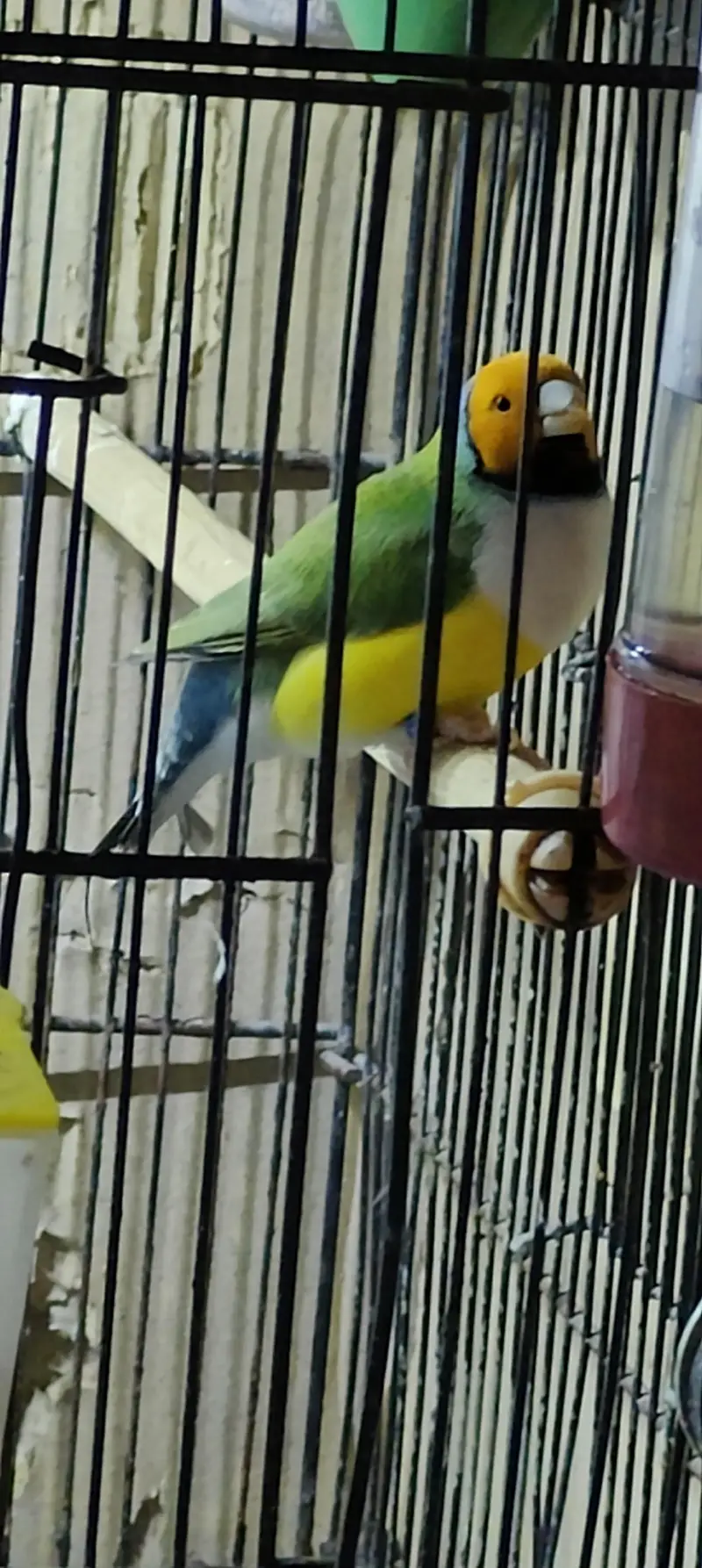 Lady Gouldian Finch Spanish Show Quality — photo 9