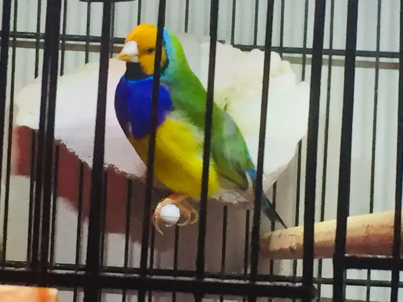 Lady Gouldian Finch Spanish Show Quality — photo 10
