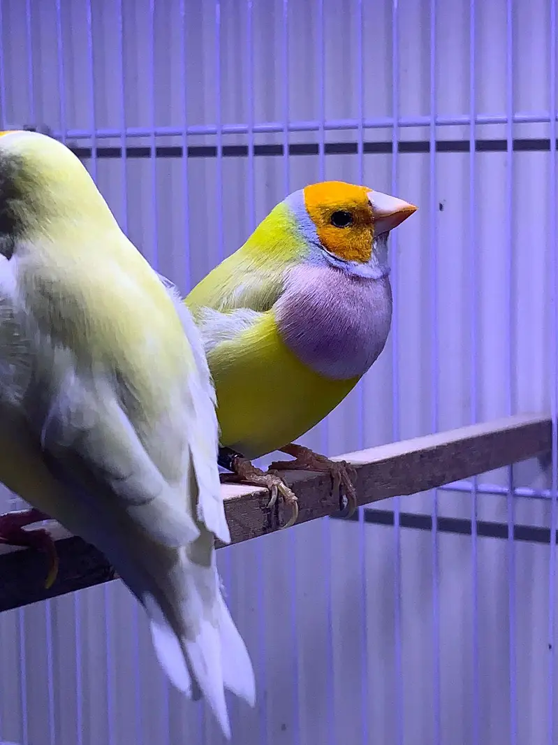 Lady Gouldian Finch Spanish Show Quality — photo 11
