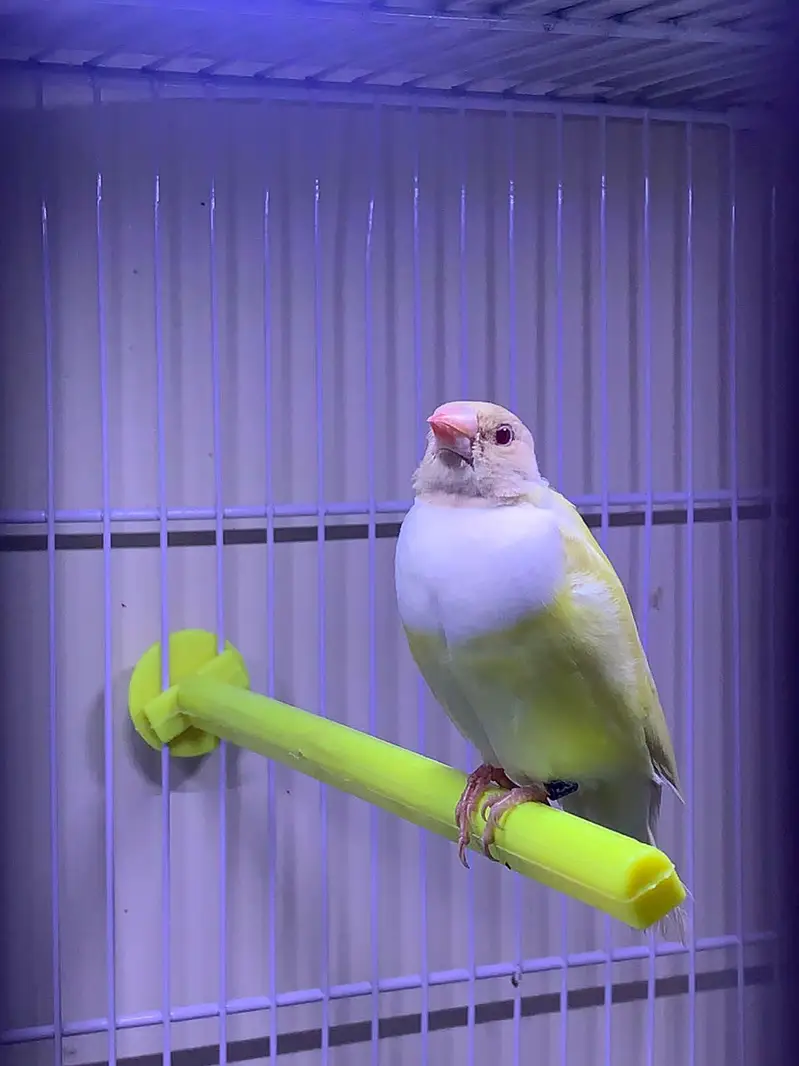 Lady Gouldian Finch Spanish Show Quality — photo 12
