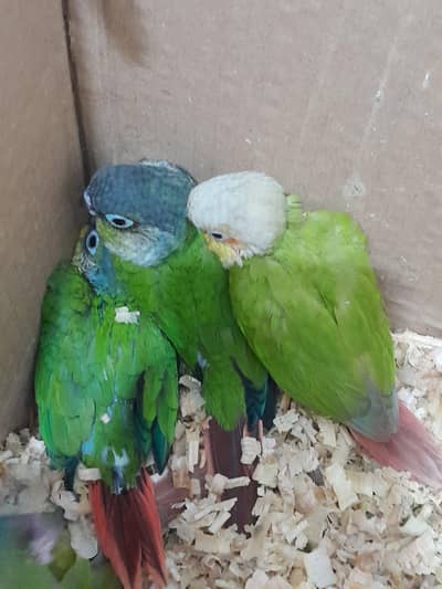 “Hand Fed Pineapple Green Conure Chicks”