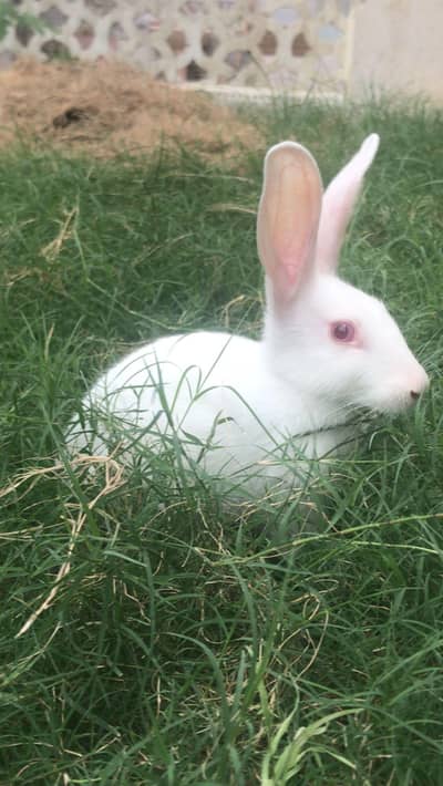 white colour with red eys rabit only male available
