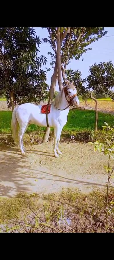 desi nokra ghora chall bazz dancar